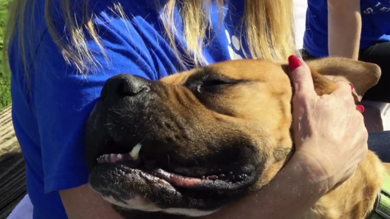 Michigan Humane Society files motion to take "Meatball" the dog